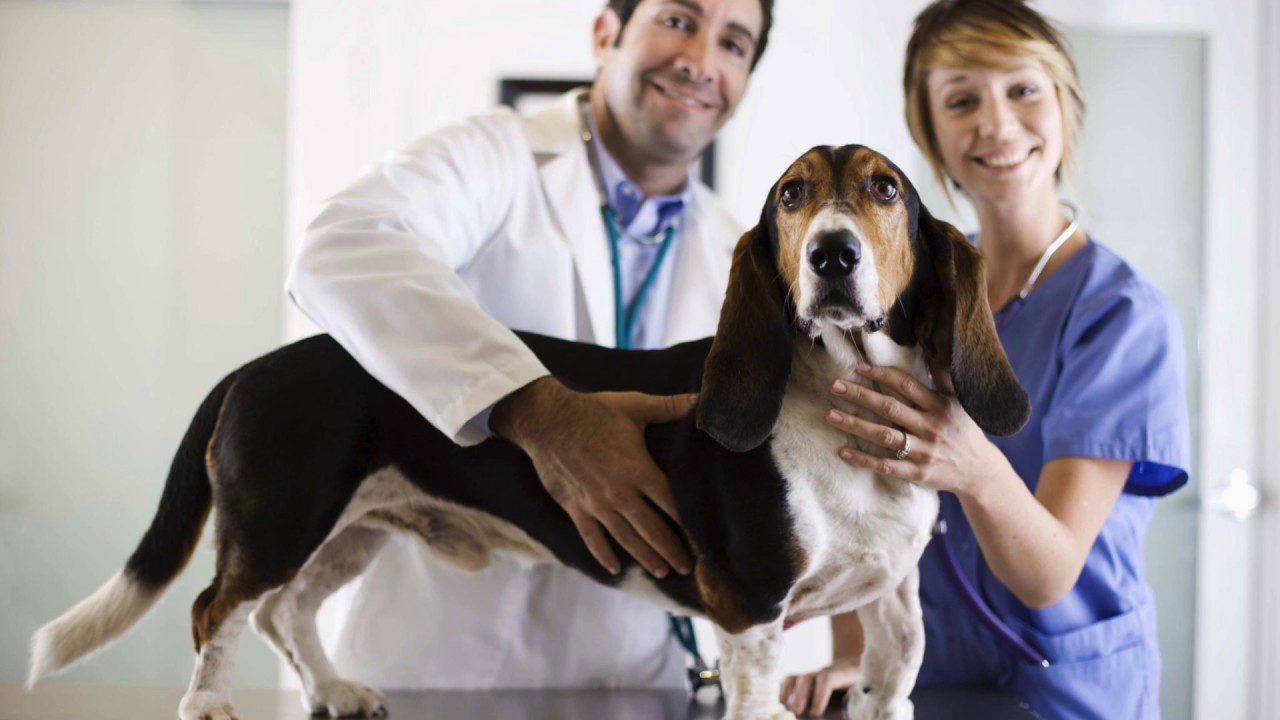 Why are we one of the best pet clinics in the downtown area