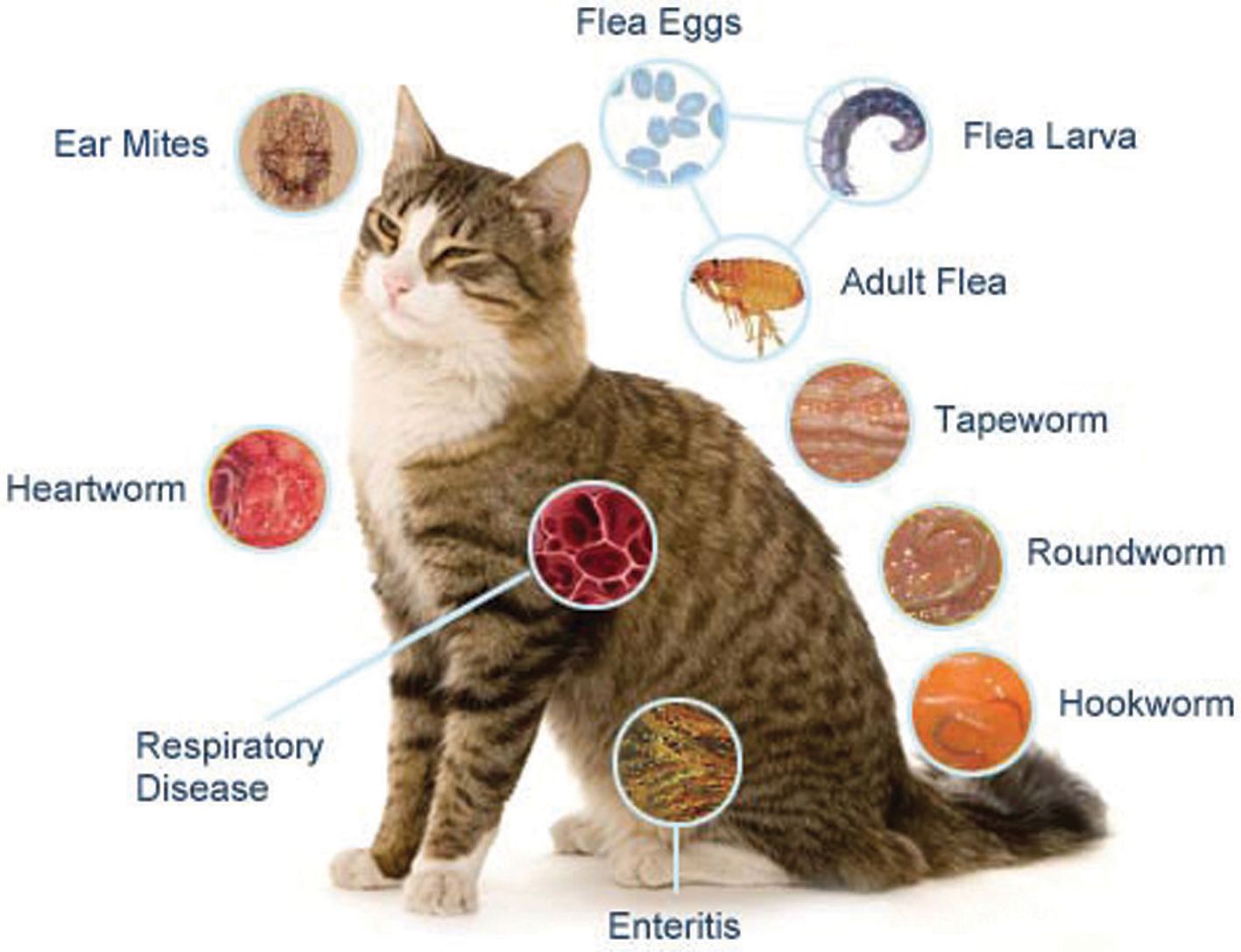 Common Parasites in Pets
