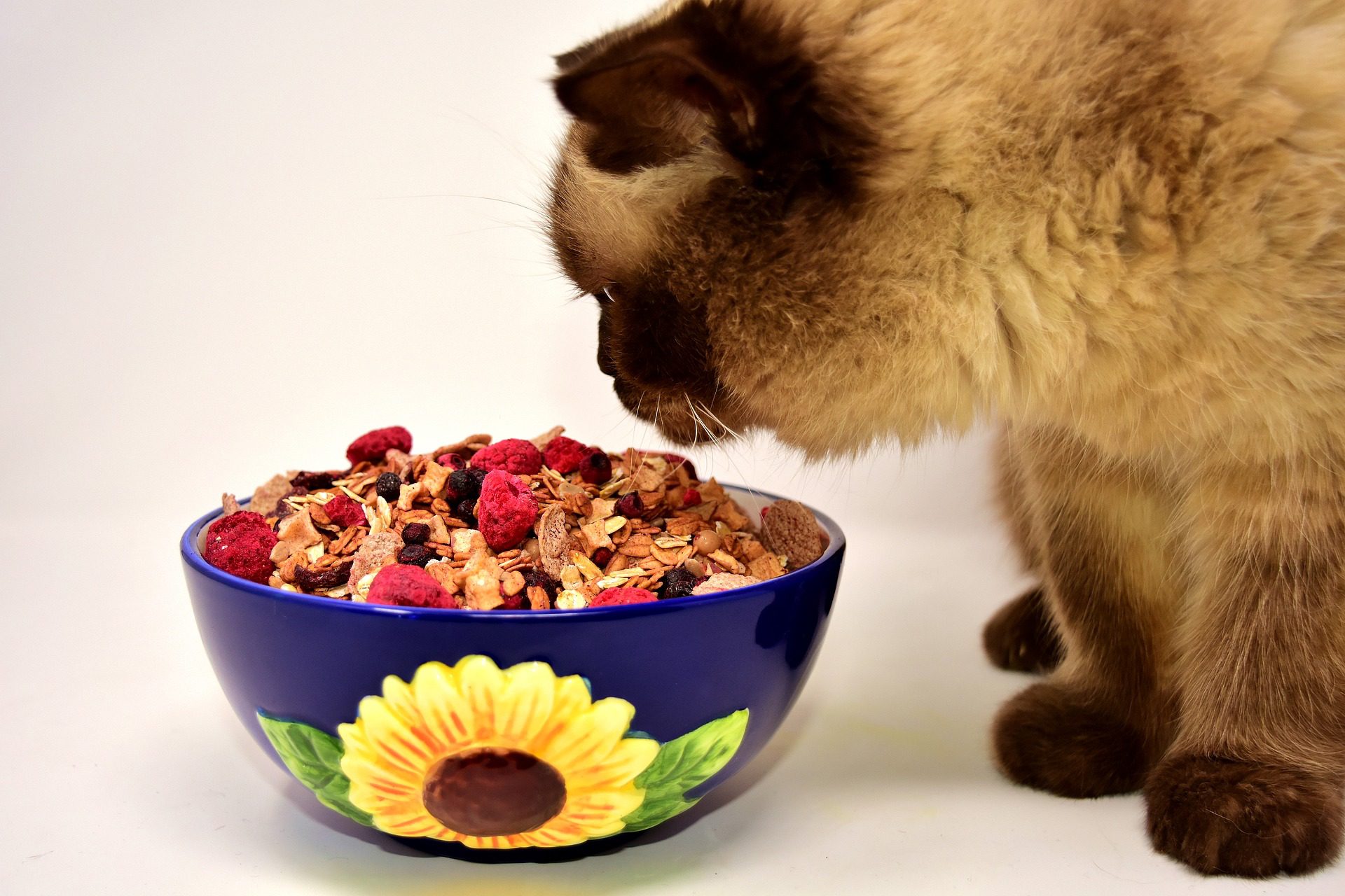 How to Feed your Cat?