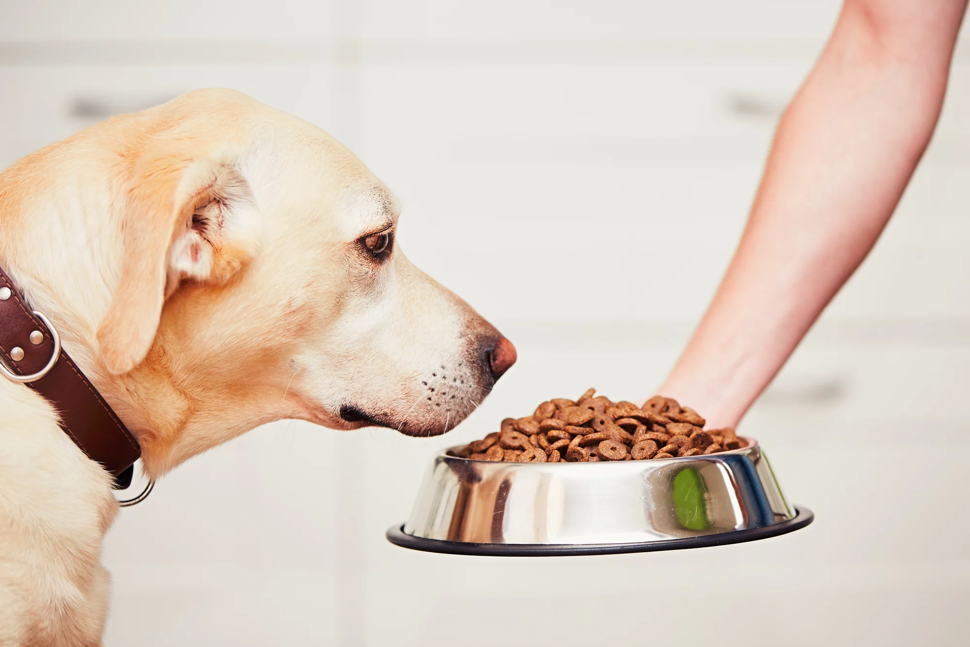 How to Feed your Dog?