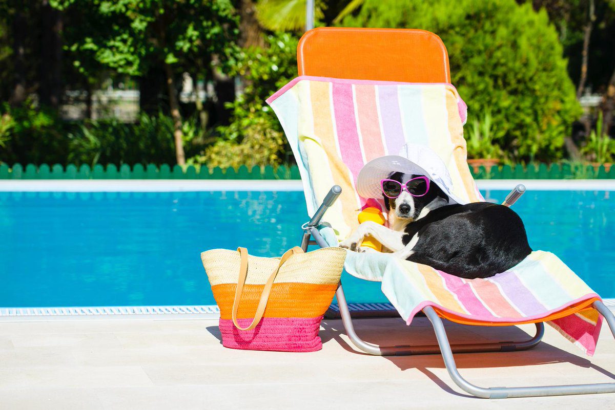 Protecting Your Pet from Heatstroke at Home