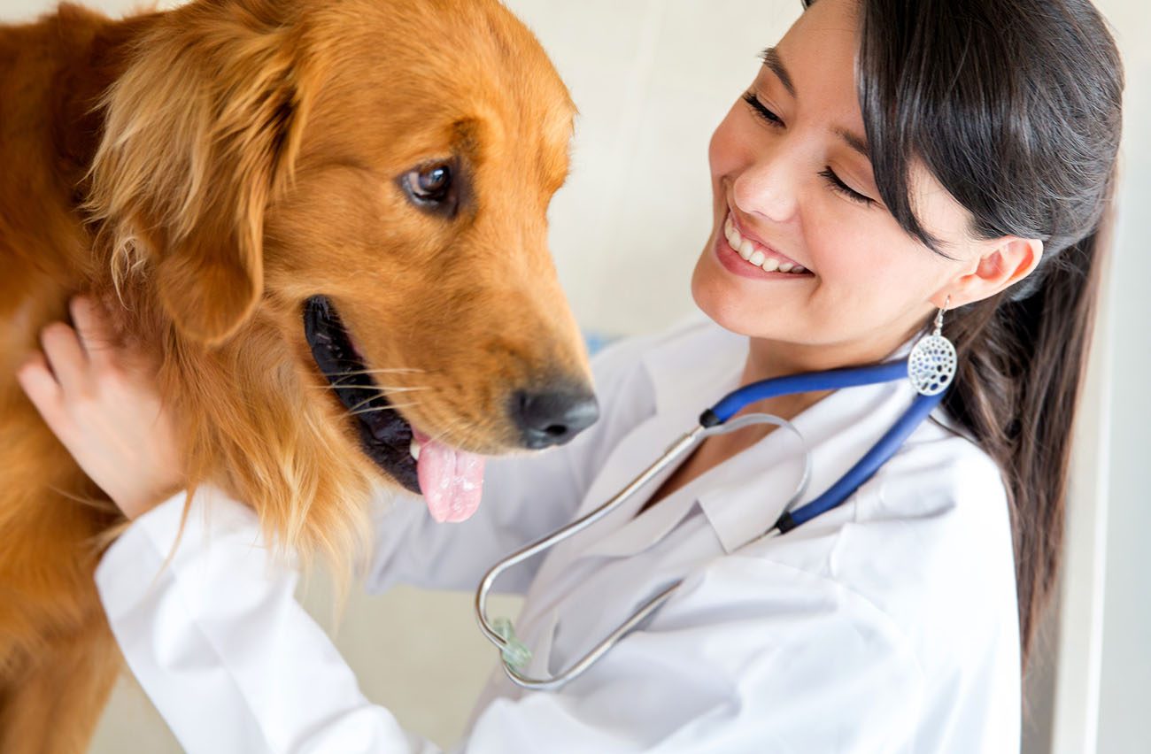 Why Do You Need A Periodic Visit To The Pet Clinic