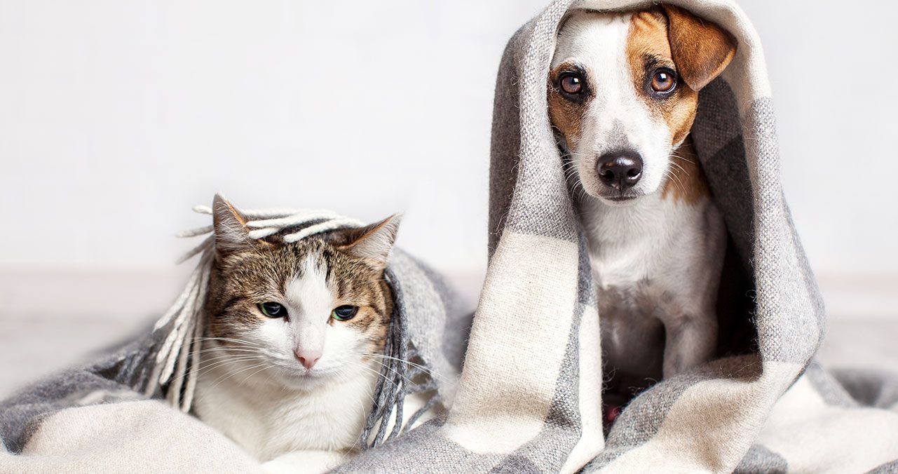 Winter Care Tips for Your Pet