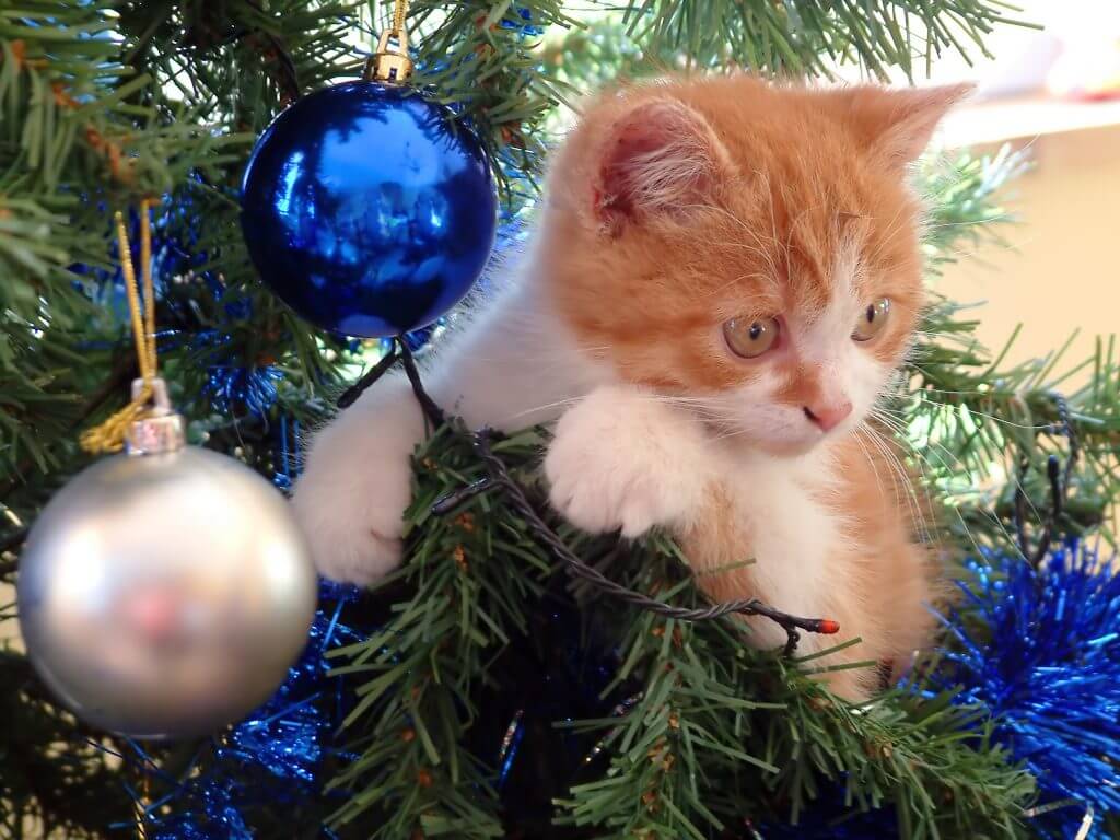 Holiday Dangers for your Cat