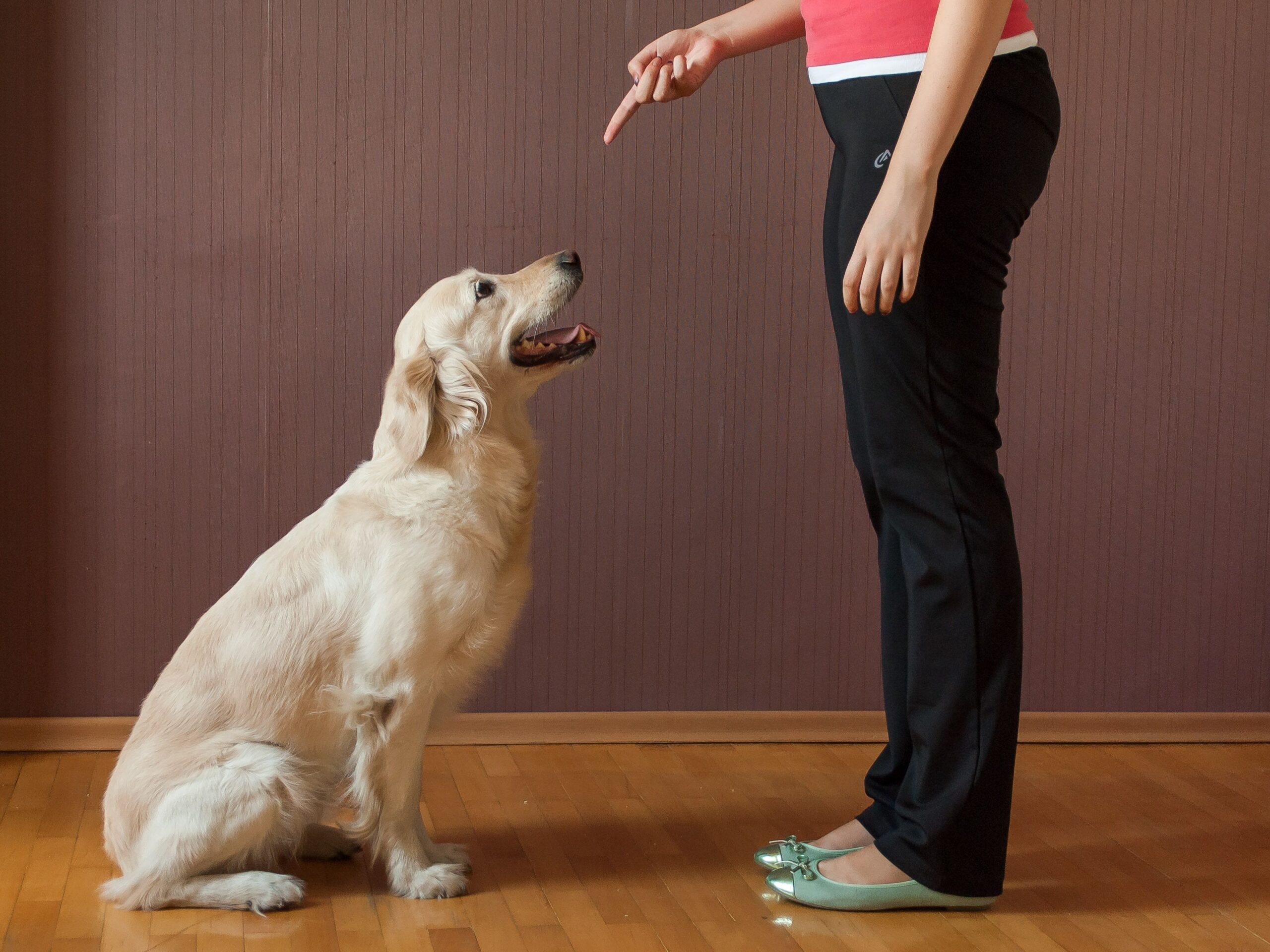 Transform Your Pup into a Well-Behaved Dog: Basic Obedience Training