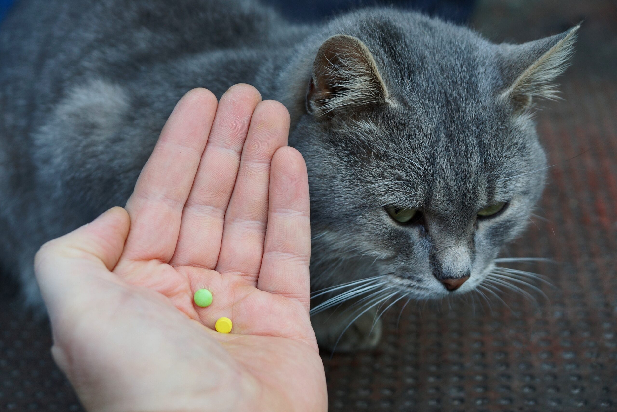 How To Give A Cat A Pill – A Guide For Cat Owners