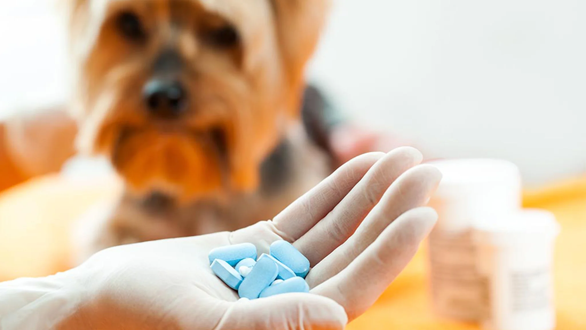 How To Give A Pill To A Dog – 9 Guides For Dog Owners