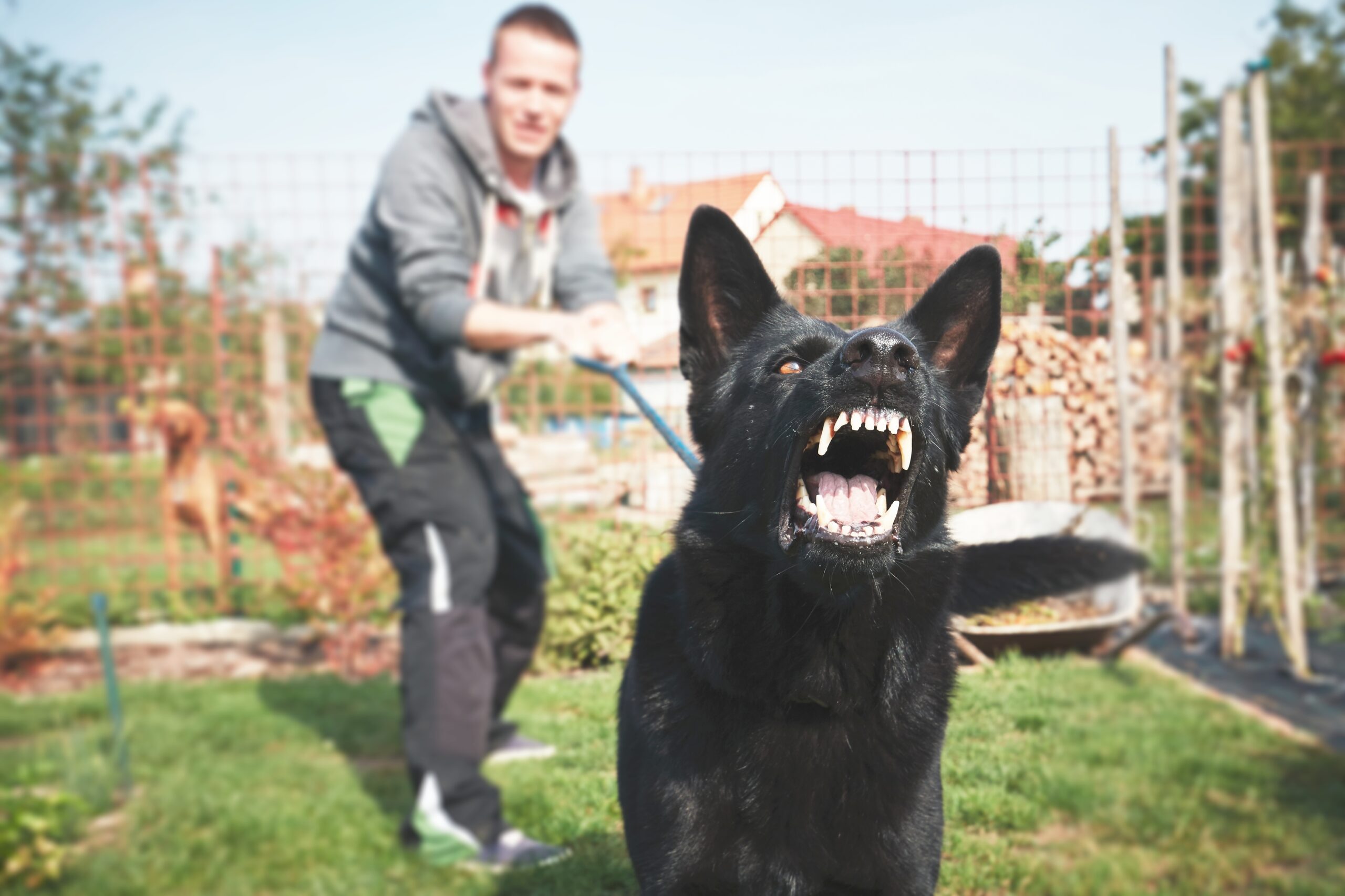 How to treat territorial aggression in dogs