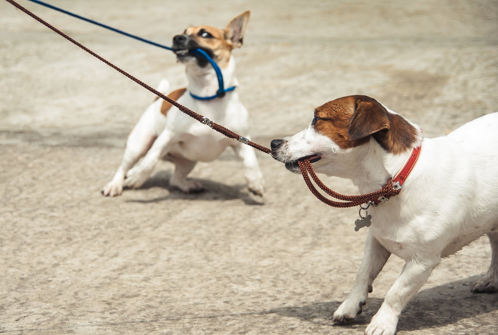 Master Leash Training: A Guide for Pups and Their Owners