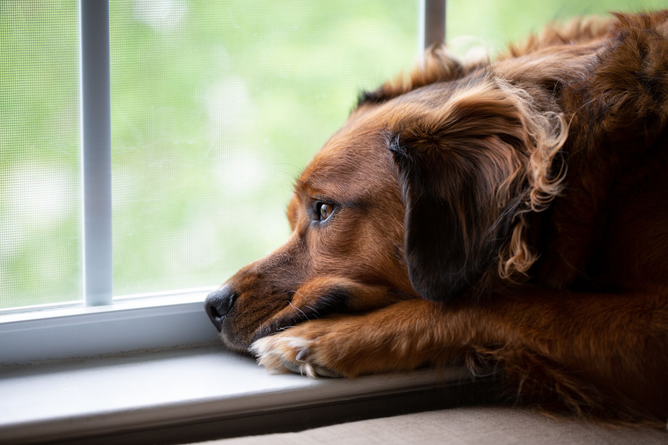Overcoming Separation Anxiety in Dogs: A Comprehensive Guide