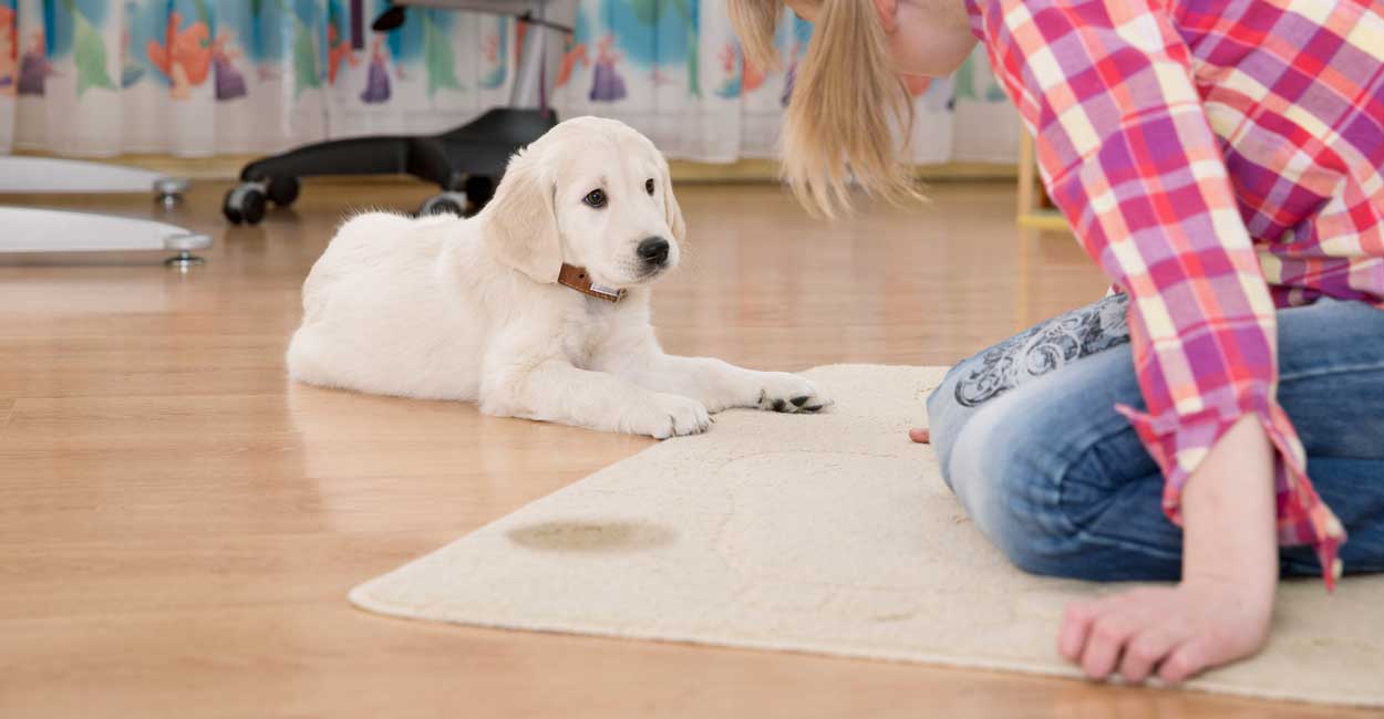 Potty Training Made Easy: A Step-by-Step Guide for Pups