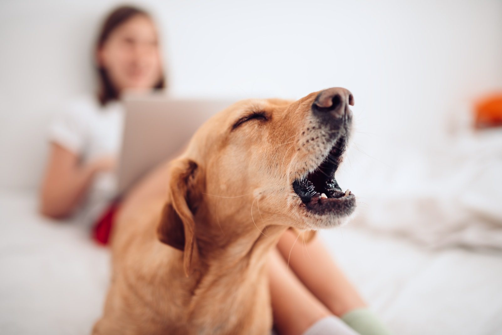 Silencing Excessive Barking: A Guide for Pup Parents