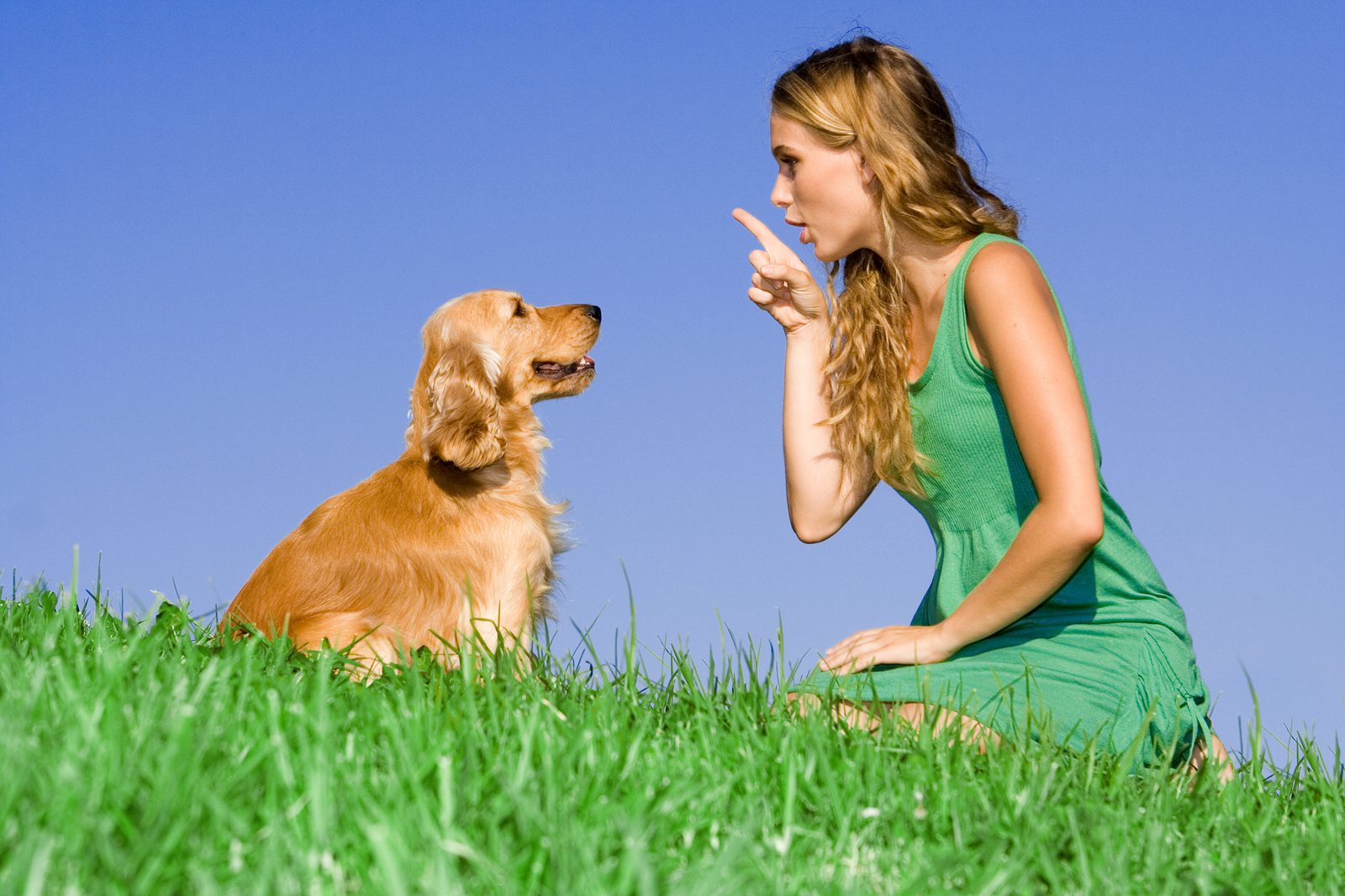Training Your Pup to be a Service Dog: A Step-by-Step Guide