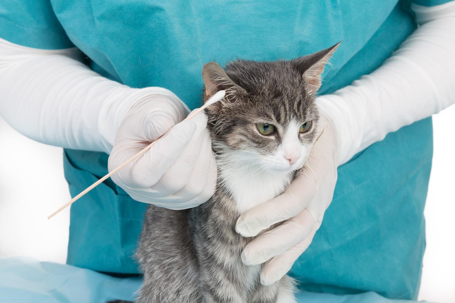 Treating Ear Mites In Dogs And Cats – A DIY Treatment Option