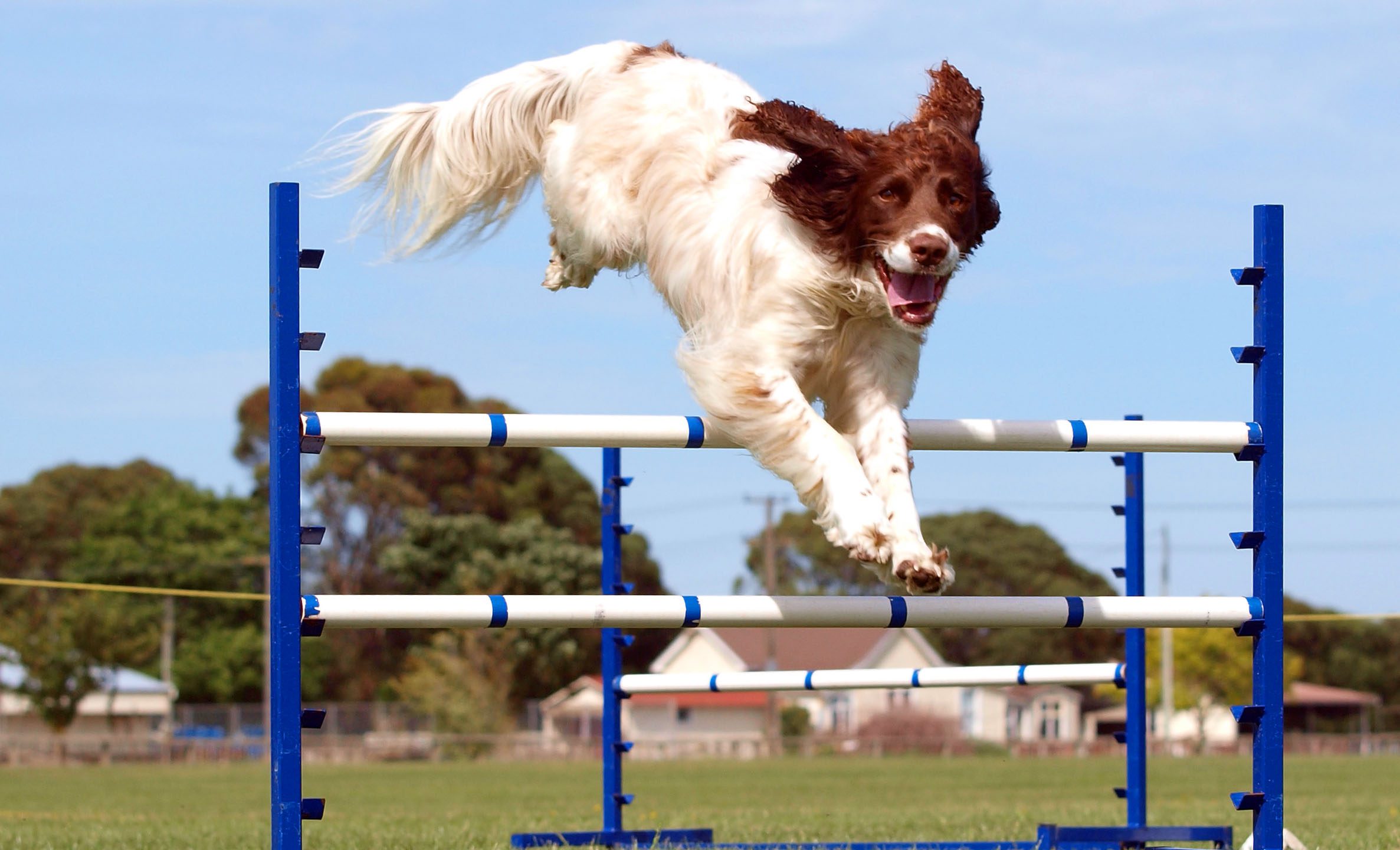 A Guide to Agility Training