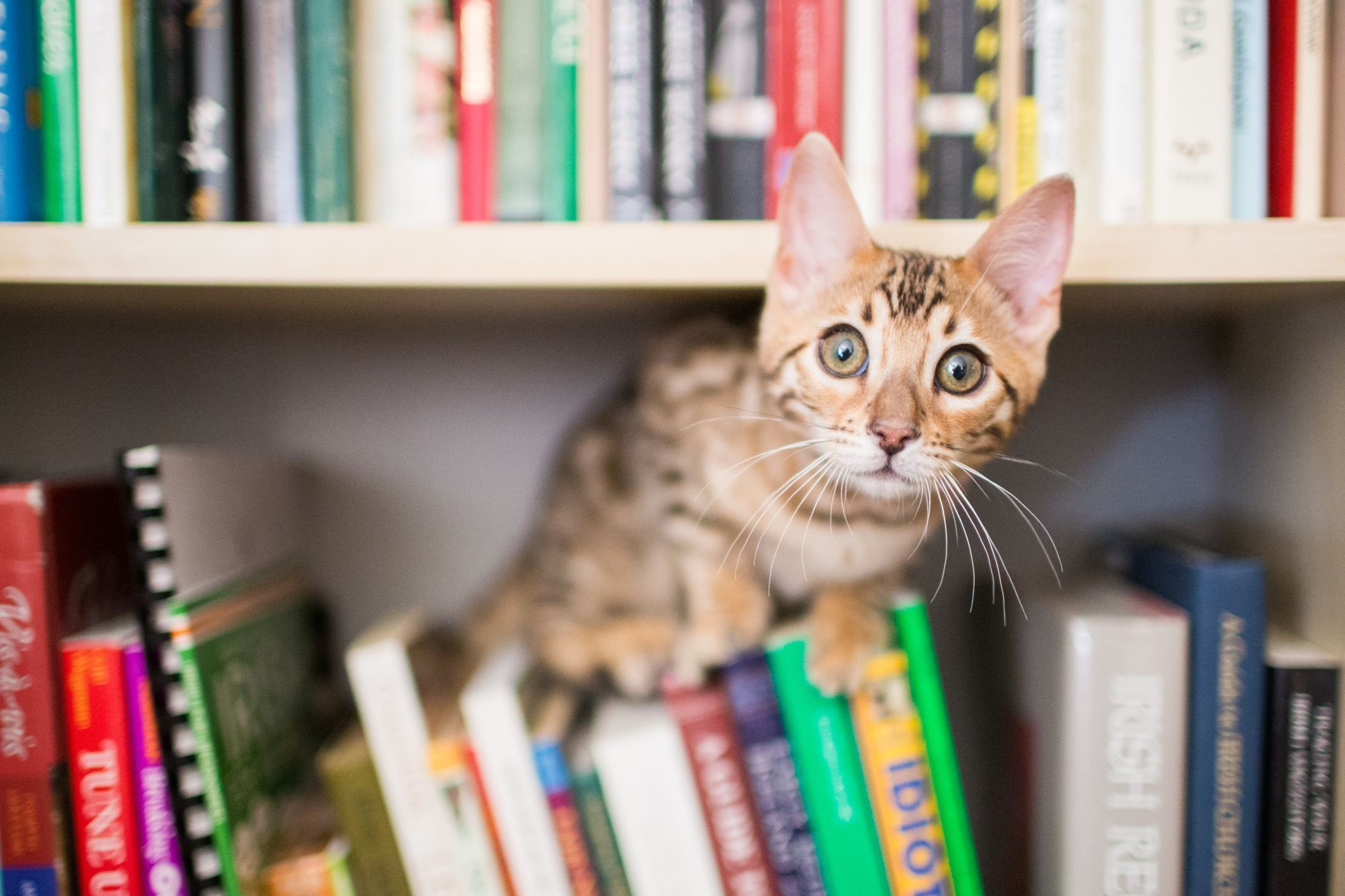 What Are The Common Behavior Issues in Cats?