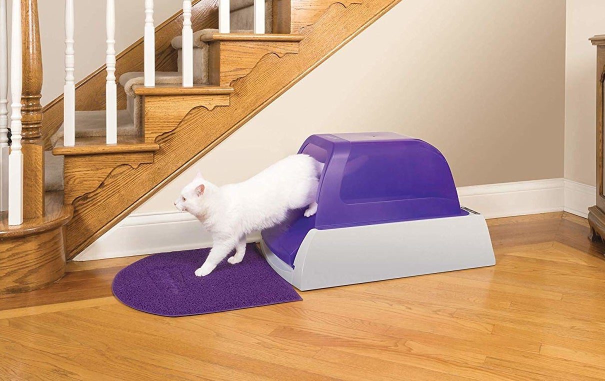Where to Put the Litter Boxes