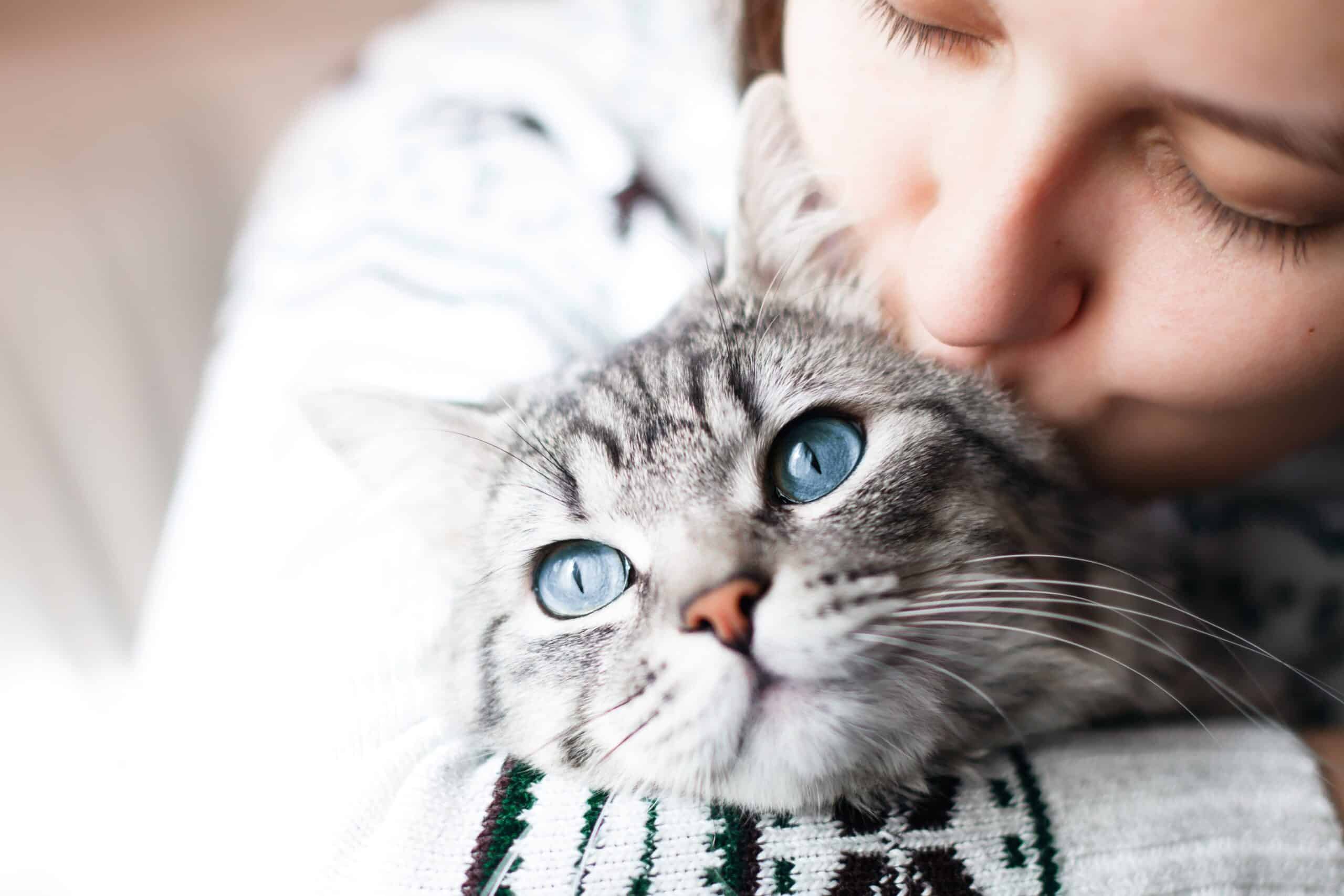 Cat Allergy