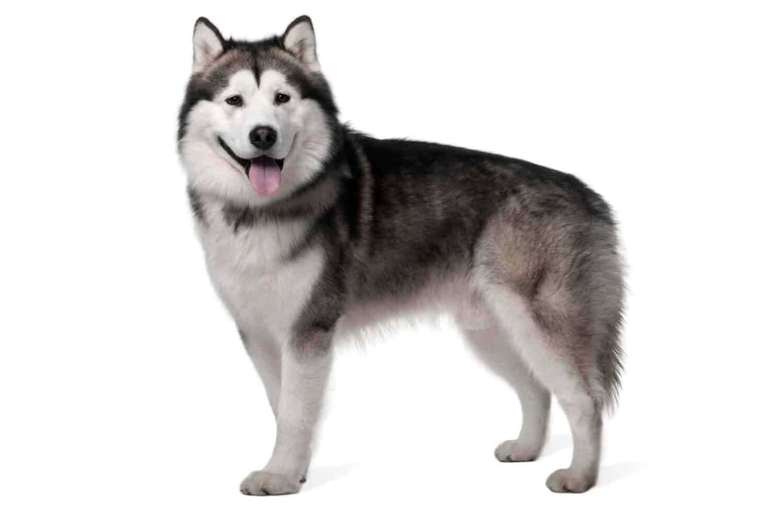 The Alaskan Malamute