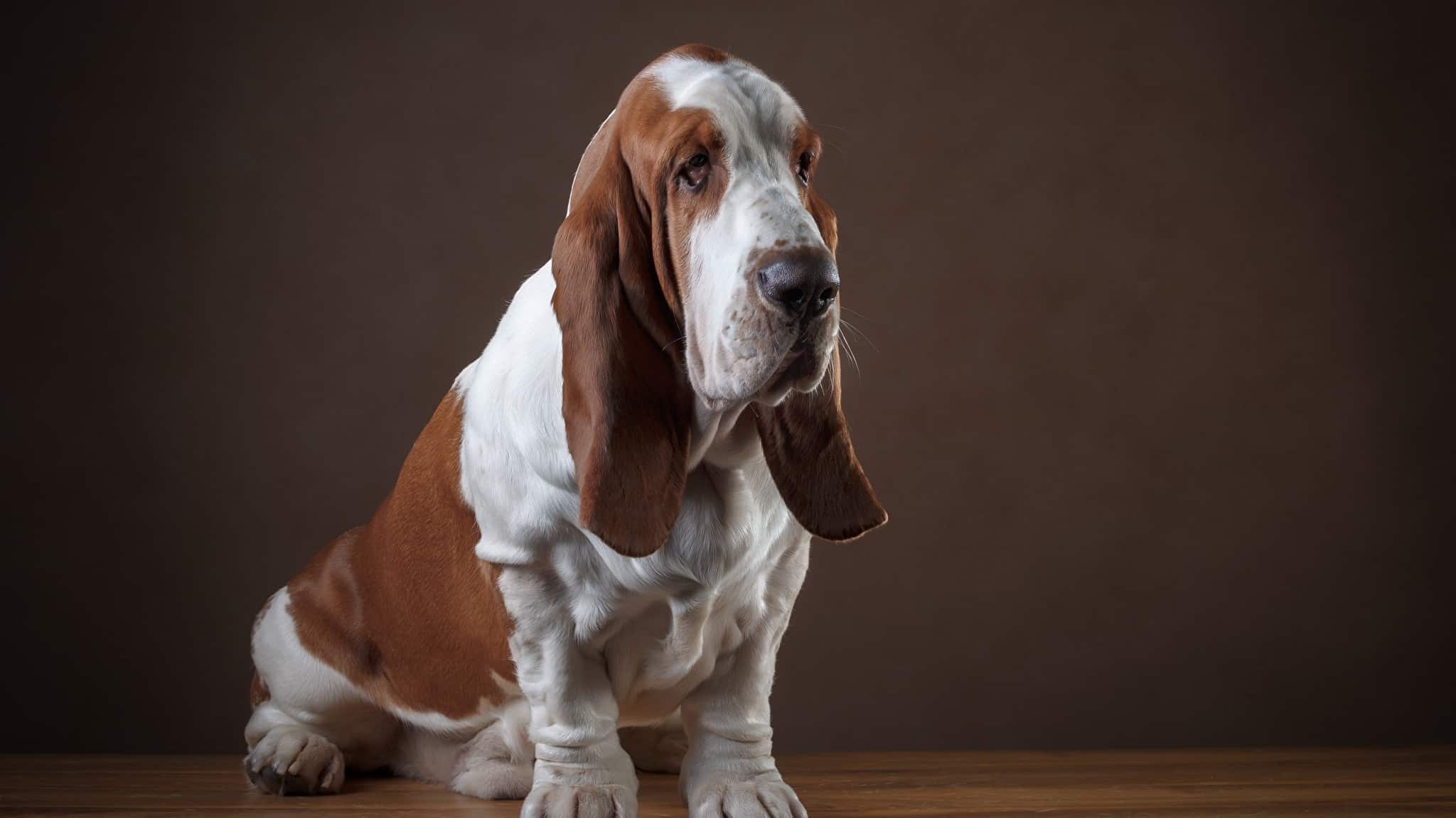 The Basset Hound