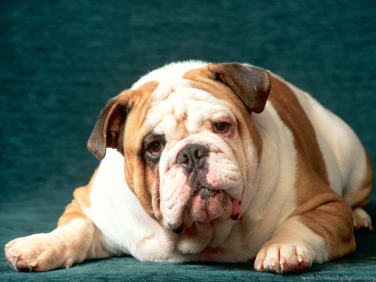 The Bulldog