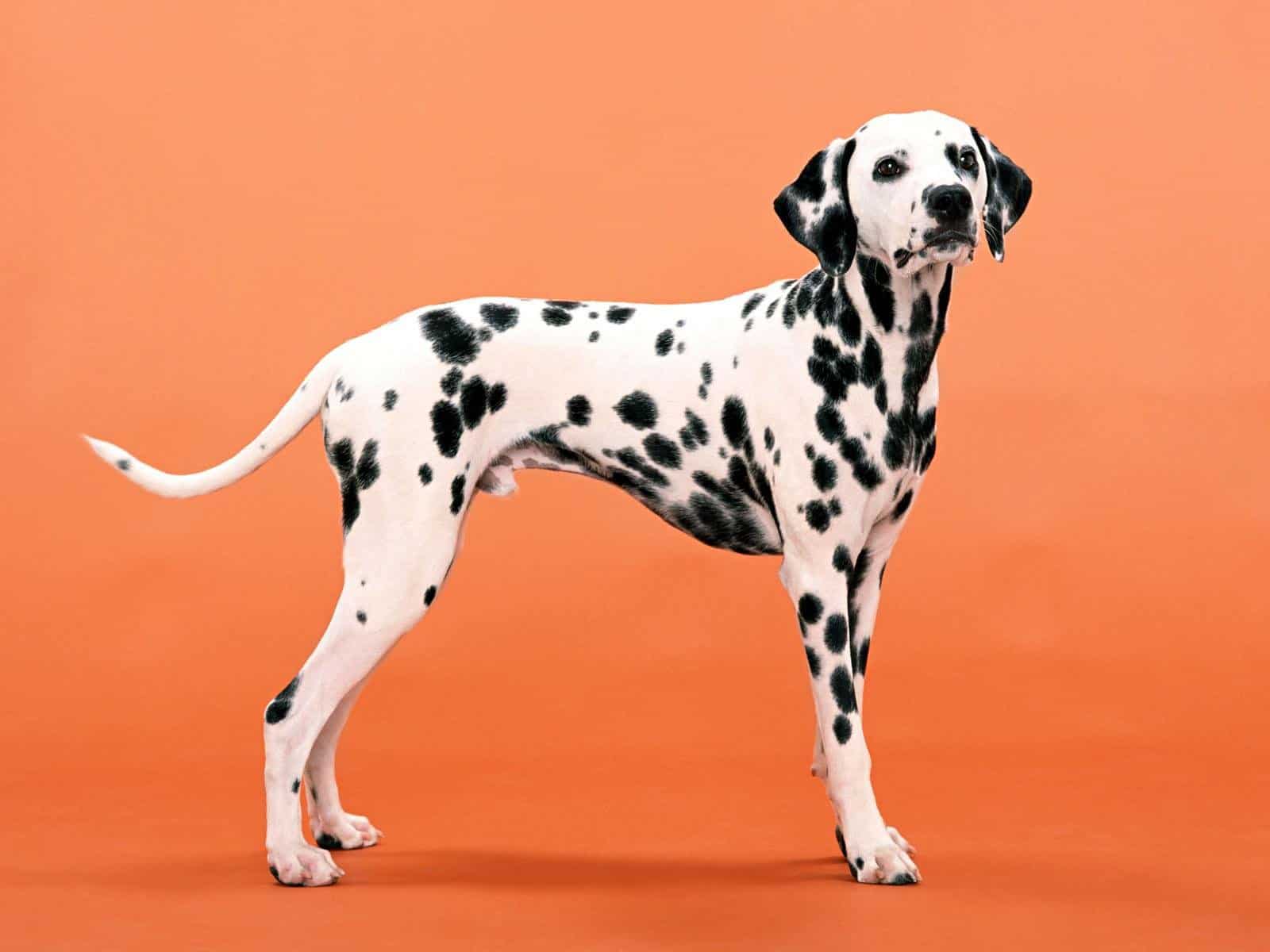 The Dalmatian