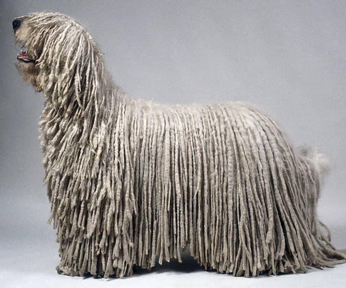 The Puli