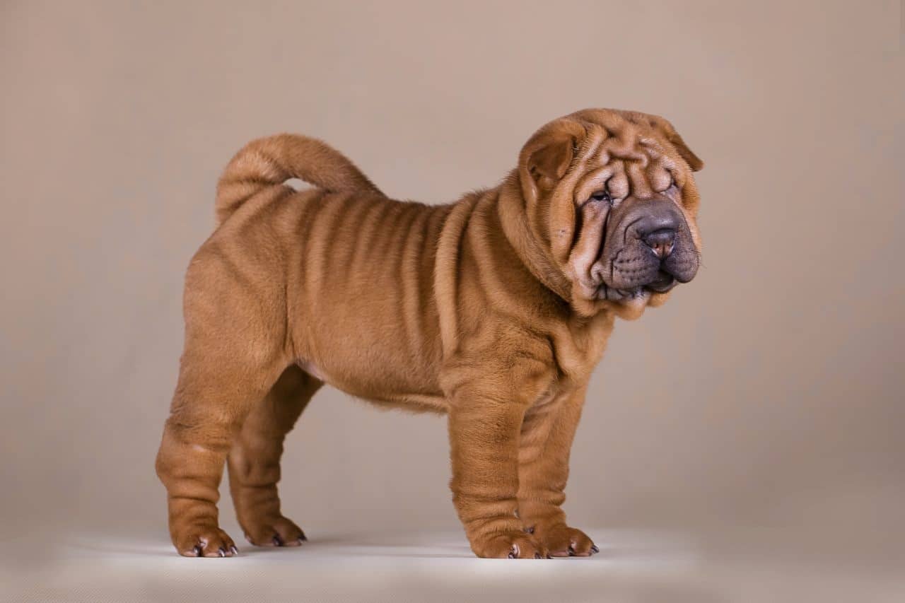 The Shar Pei
