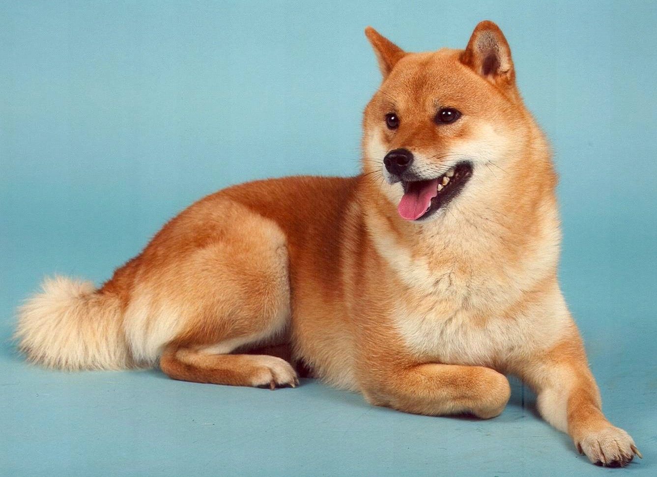 The Shiba Inu