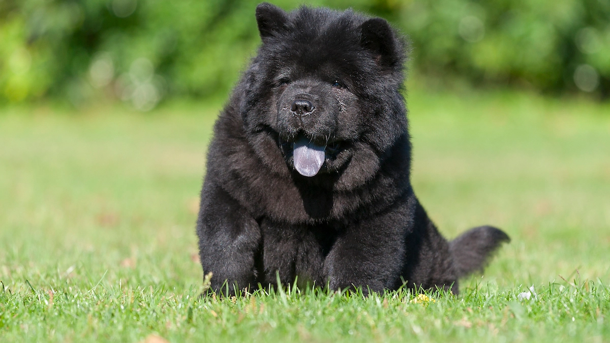 The Truth About Chow Chow with Blue Tongues
