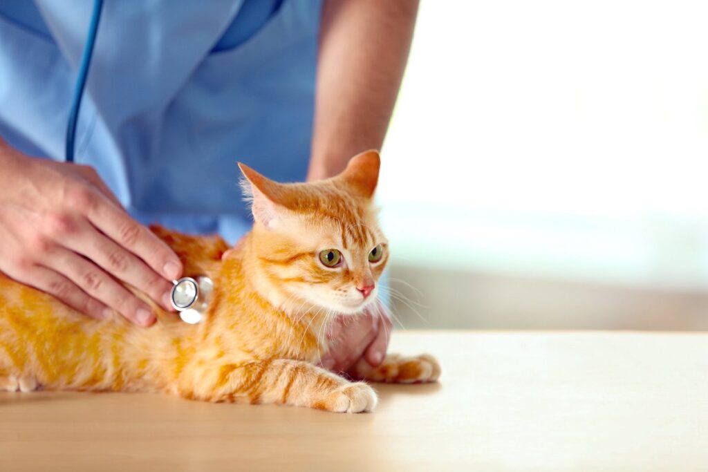 How Are Cat Allergies Treated? 