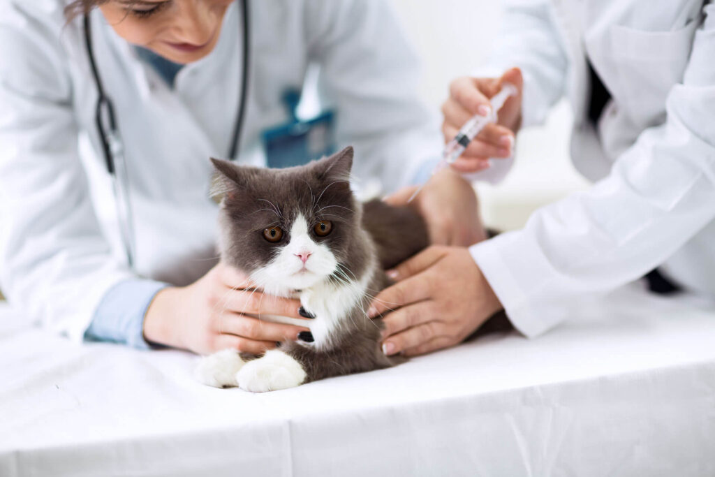 Cost of Cat & Kitten Vaccinations