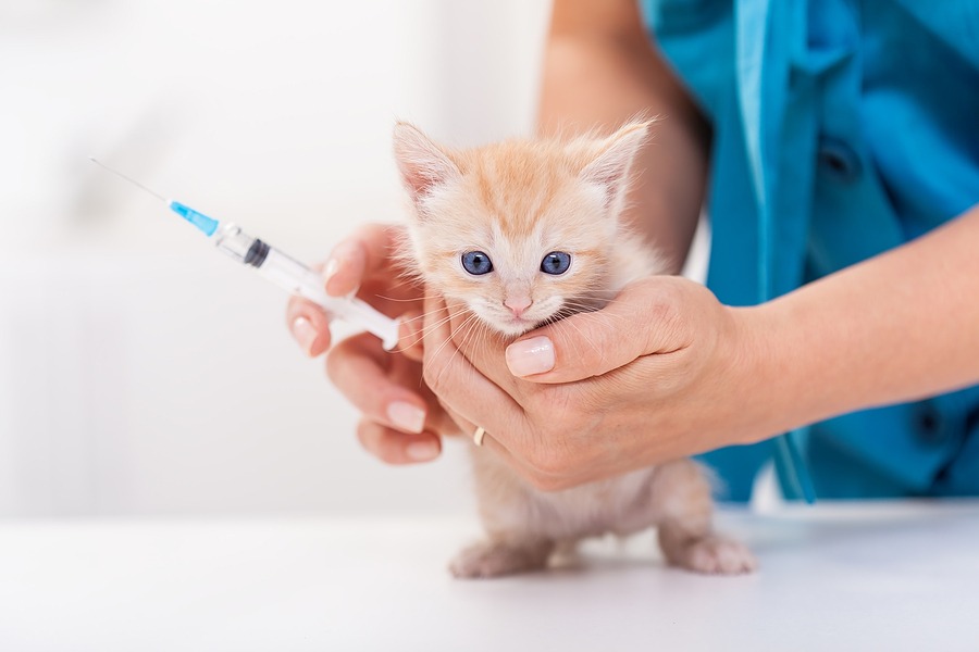 The Cost of Cat & Kitten Vaccinations in Canada In 2023