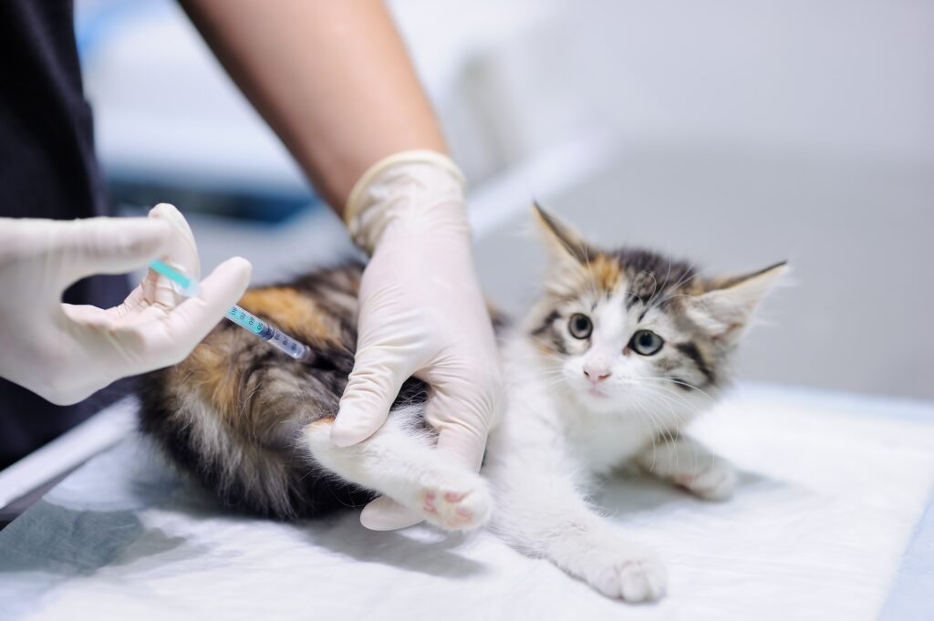 kitten-vaccination-toronto
