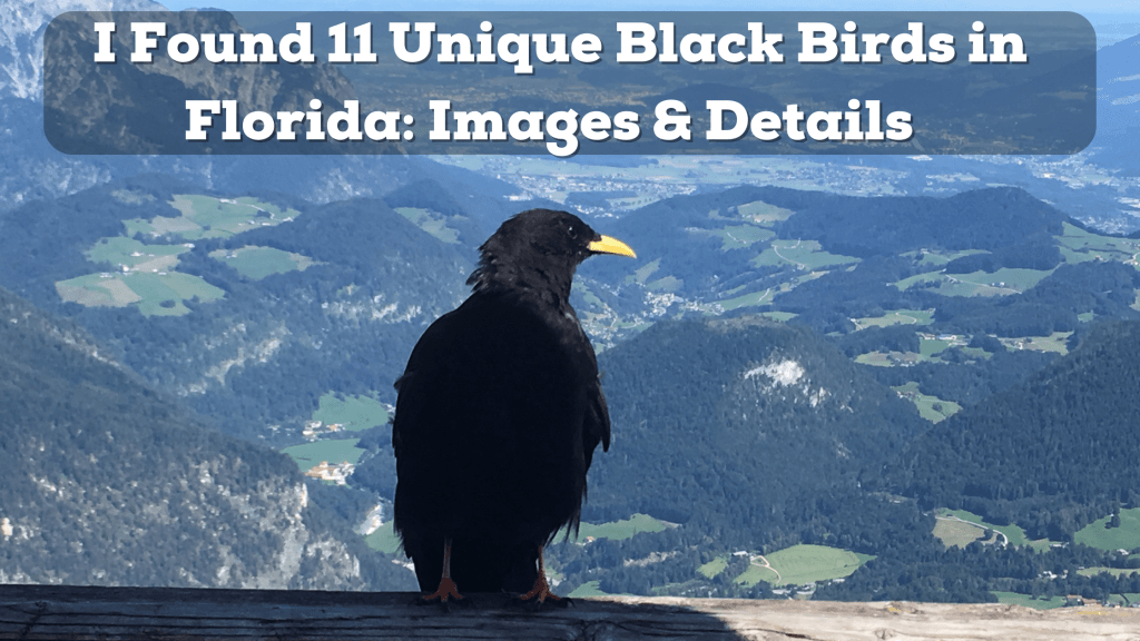 11 Unique Black Birds Found in Florida Images & Details Information-min