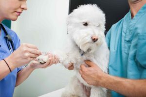 Blood Tests For Dog reasons
