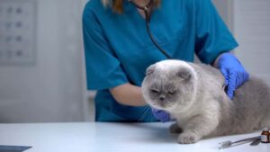 Colitis in Cats