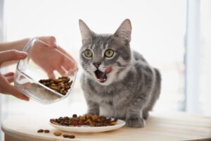 Kitten not eating solutions