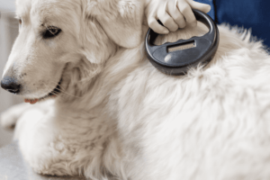 Dog Microchips