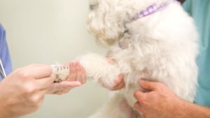 blood test for dogs