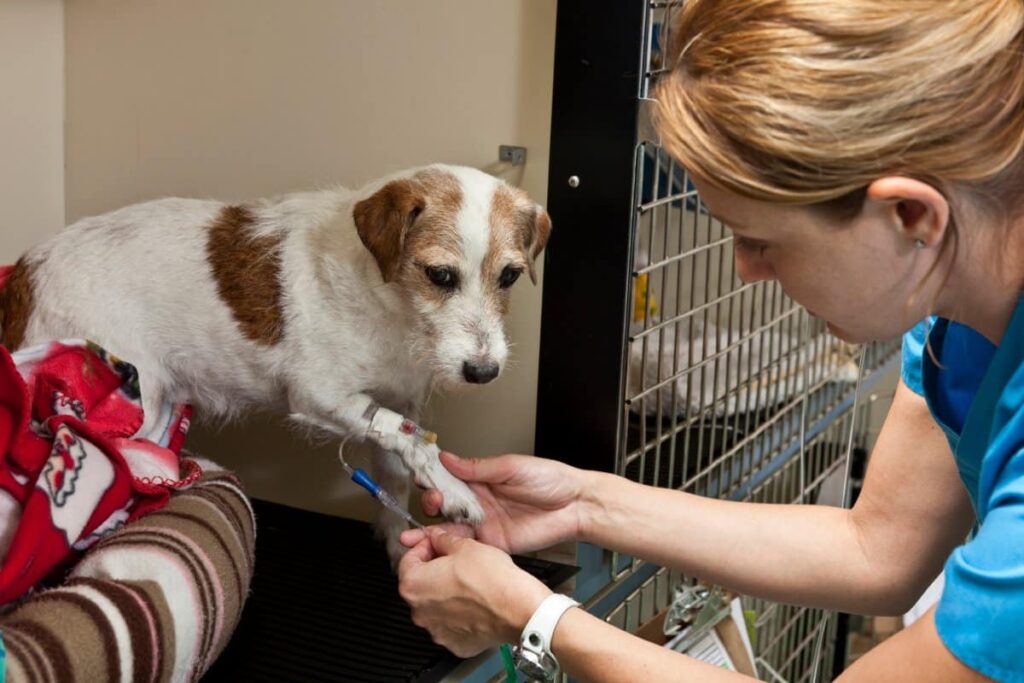 care pet after surgery