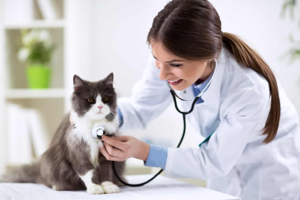 care pets after surgery