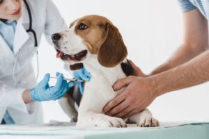 importance of dog vaccination