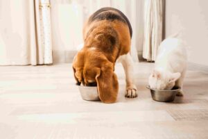 nutritional counselling for pets