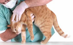 signs of Colitis in Cats