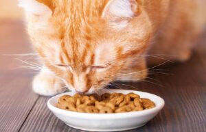 why Kitten not eating
