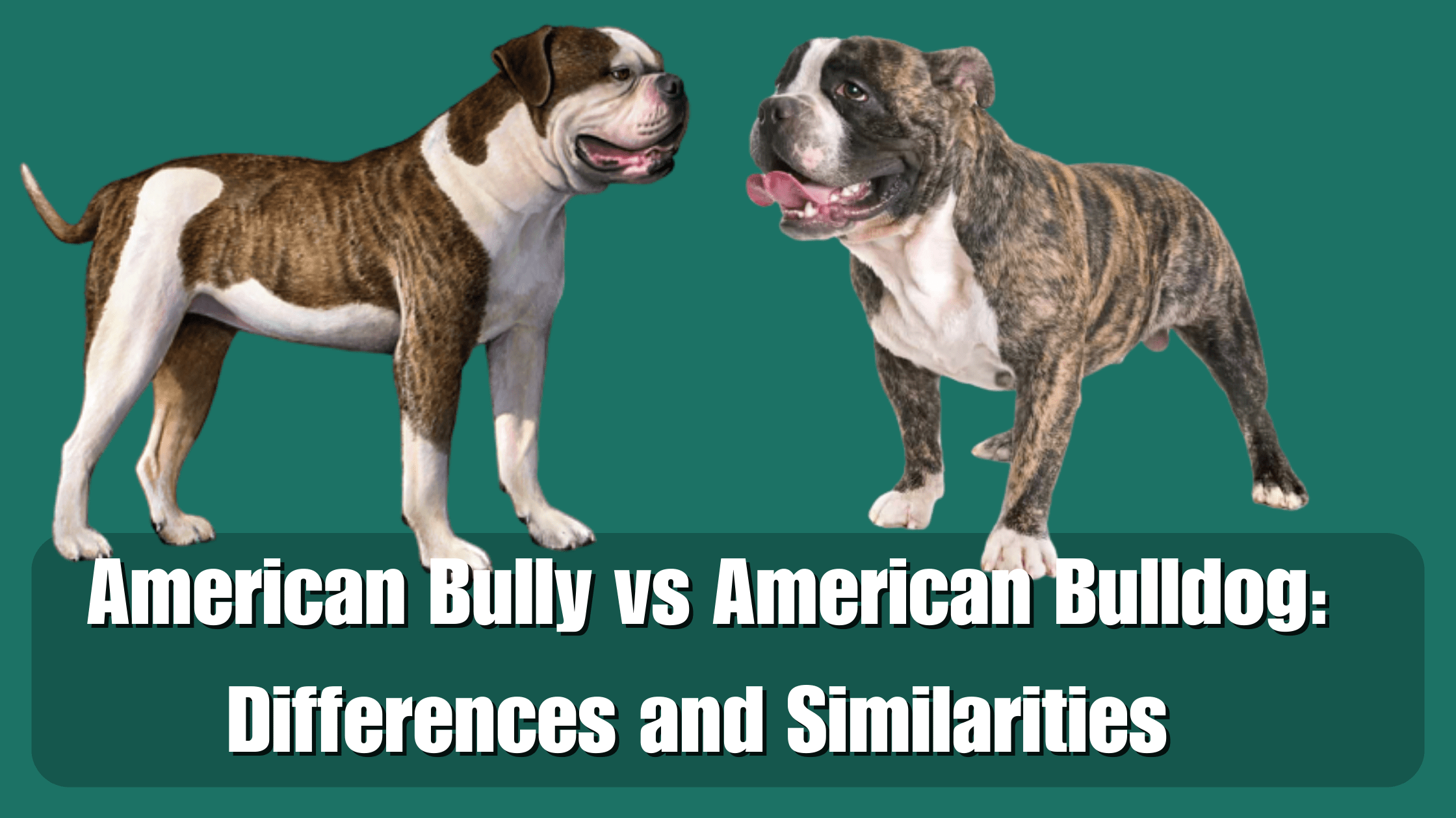 American Bully vs American Bulldog: Differences and Similarities