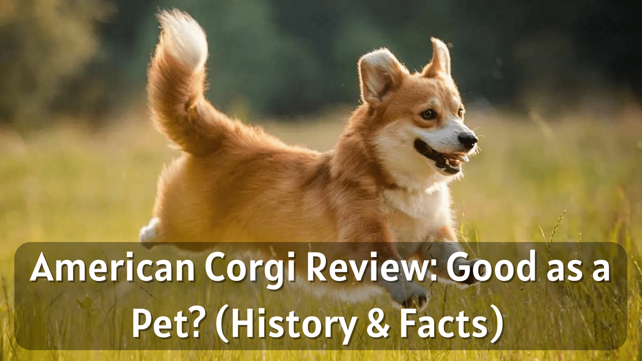 American Corgi Review: Good as a Pet? (History & Facts) 