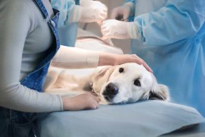 Anesthesia dog risks