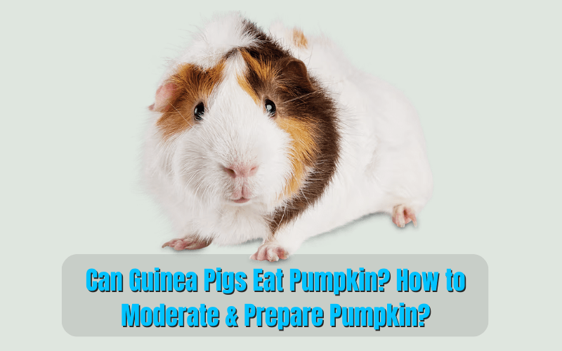 Can Guinea Pigs Eat Pumpkin? Prepare Pumpkin with Proven Guide
